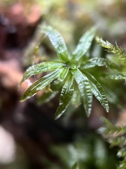 Atrichum undulatum