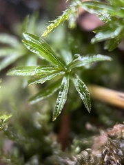 Atrichum undulatum