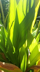 Curcuma longa
