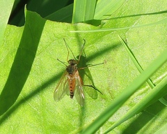 Rhagio