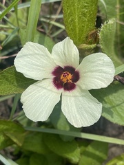 Hibiscus aethiopicus ovatus