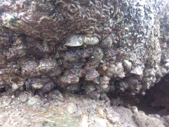 Pyura praeputialis