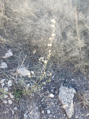 Sphaeralcea fendleri