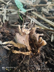 Podoscypha petalodes