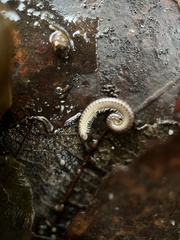 Cylindroiulus punctatus