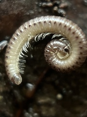 Cylindroiulus punctatus