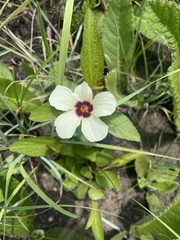 Hibiscus aethiopicus ovatus