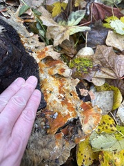 Pycnoporellus alboluteus