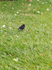 Gnorimopsar chopi