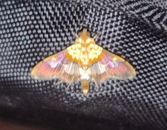 Aetholix flavibasalis