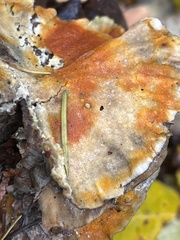 Pycnoporellus alboluteus