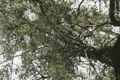 Populus deltoides monilifera