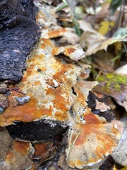 Pycnoporellus alboluteus