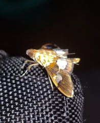 Aetholix flavibasalis