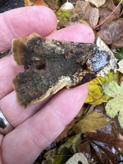 Pycnoporellus alboluteus