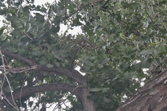 Populus deltoides monilifera