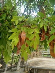 Pericopsis angolensis