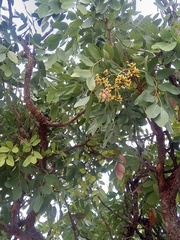 Pericopsis angolensis