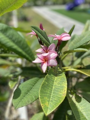 Plumeria rubra