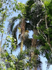 Bactris gasipaes