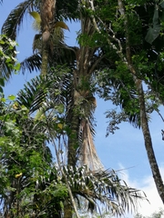 Bactris gasipaes