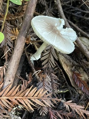Lepiota