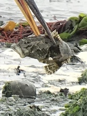 Myoxocephalus polyacanthocephalus