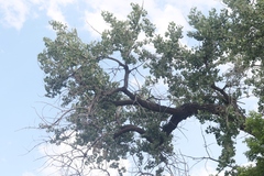 Populus deltoides monilifera