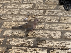Streptopelia senegalensis