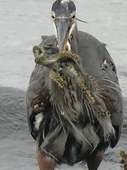 Myoxocephalus polyacanthocephalus