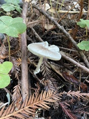 Lepiota