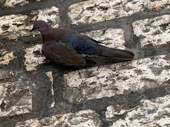 Streptopelia senegalensis