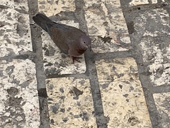 Streptopelia senegalensis