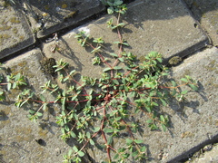 Euphorbia glyptosperma