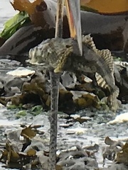 Myoxocephalus polyacanthocephalus