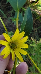 Silphium gracile