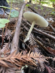 Lepiota