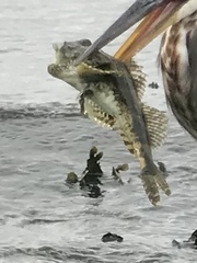 Myoxocephalus polyacanthocephalus