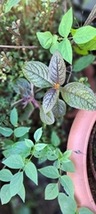 Acalypha australis