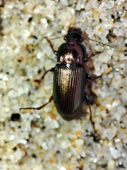Harpalus distinguendus