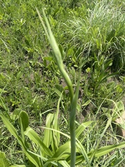 Chlorophytum krookianum