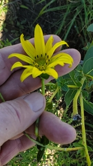 Silphium gracile