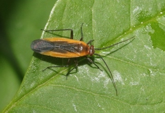 Lopidea