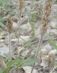Plantago virginica