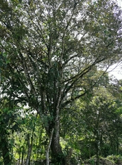 Byrsonima crassifolia