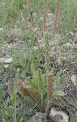 Plantago virginica
