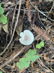 Lepiota