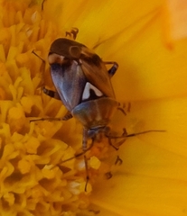 Liocoris tripustulatus