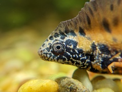 Triturus dobrogicus