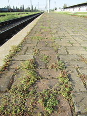 Euphorbia glyptosperma